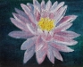 Waterlily  2                      