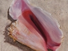 Conch Shell 1                       