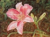 Daylily 2                  