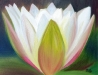 Water Lilly Three                     