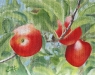 Red and Delicious - $225                  