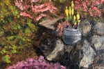 Pot on the Rocks
