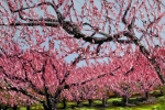 Spring Peach Orchard