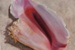 Conch Shell 1