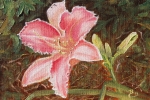 Daylily 2