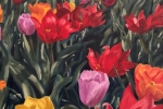 Tulip Rainbow