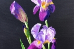 Irises