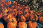 Pumpkin Harvest