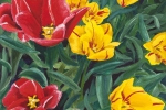 Three Red Tulips