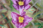 Daylily 5