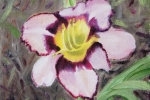 Daylily 4