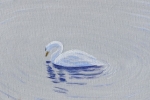 Swan